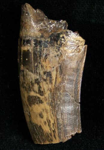 Partial Tyrannosaurid Tooth - Montana #12027